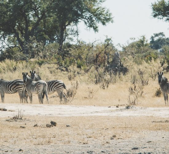 bushwalk-zebras-mokoro